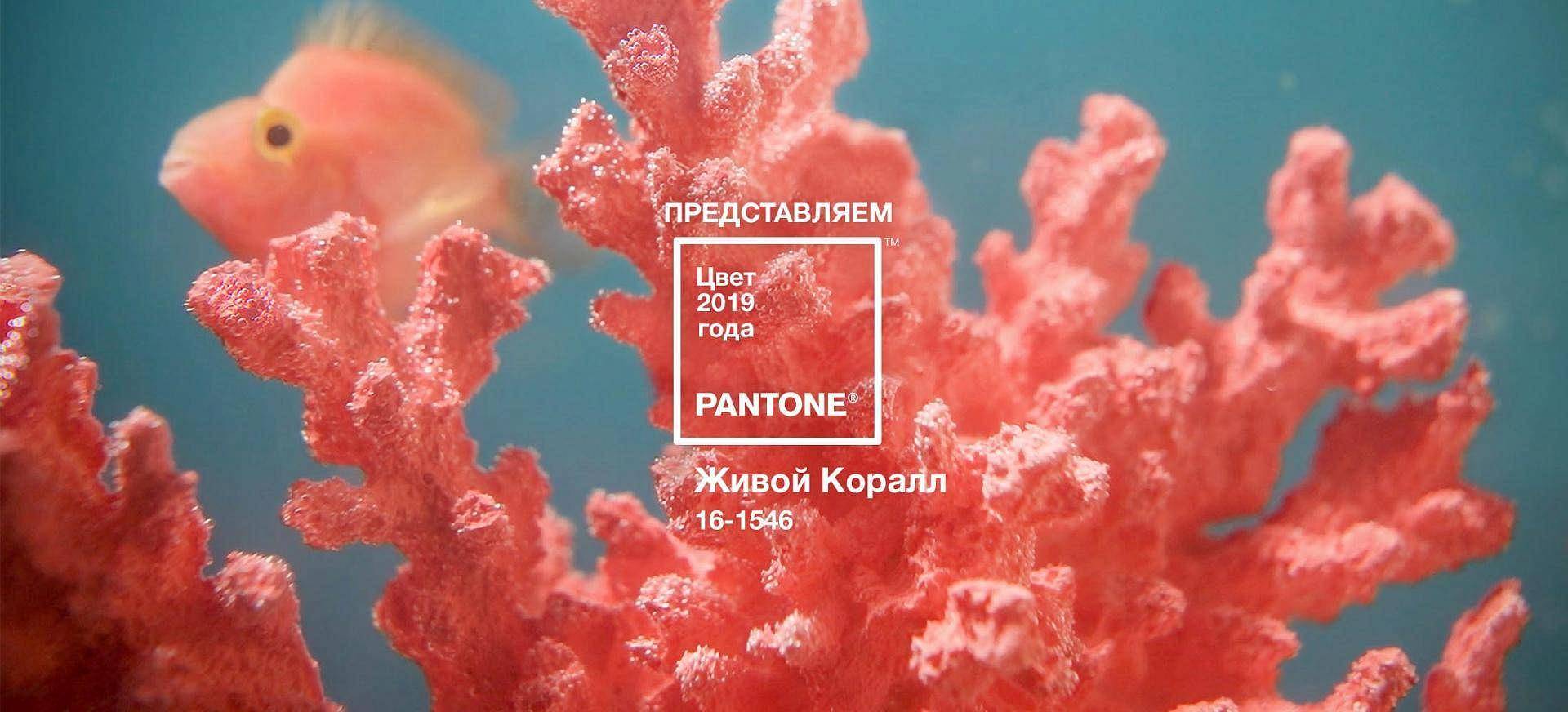 Цвет 2019 года по версии Pantone Цвет 2019 года по версии Pantone