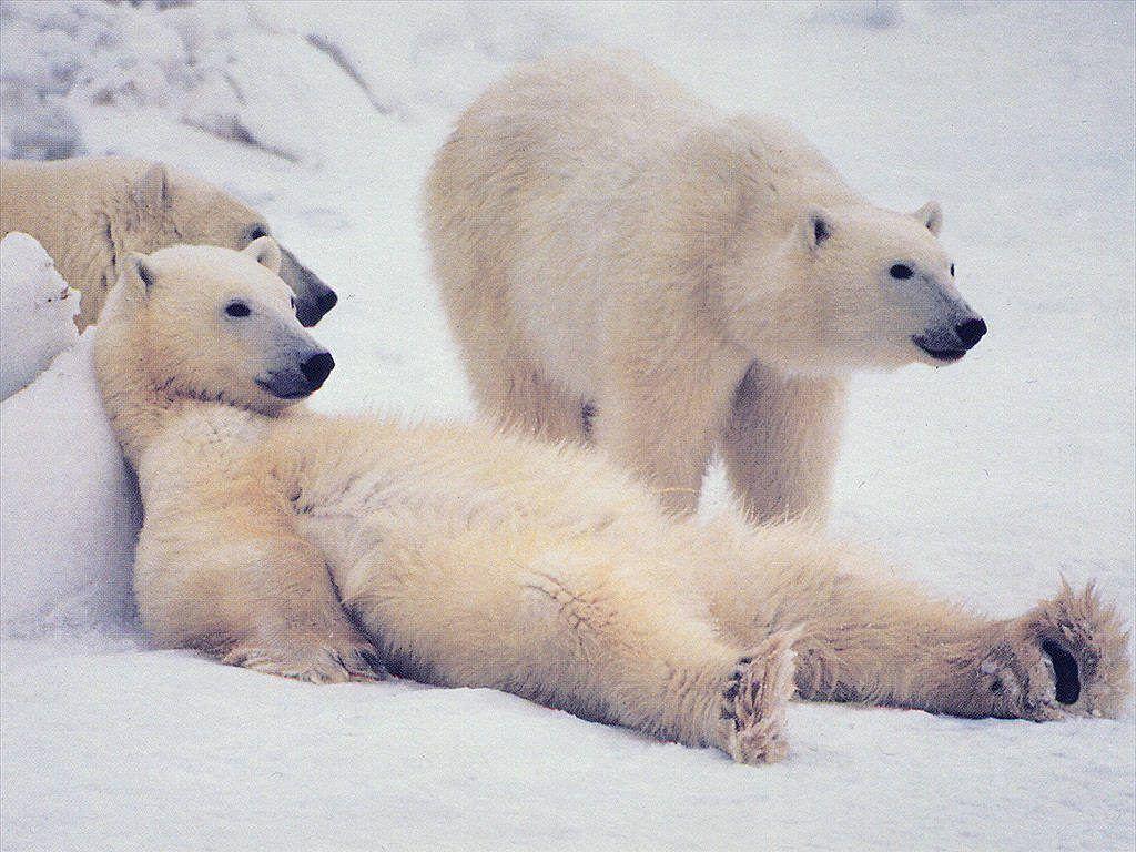 Международный день полярного медведя